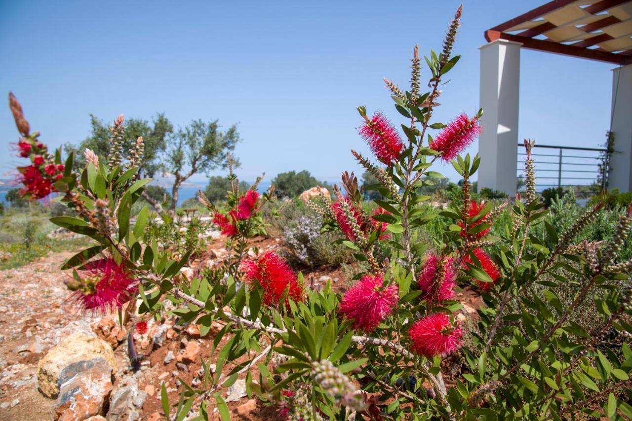 Villa Phenωmena Apartments Kokkino Chorio 외부 사진